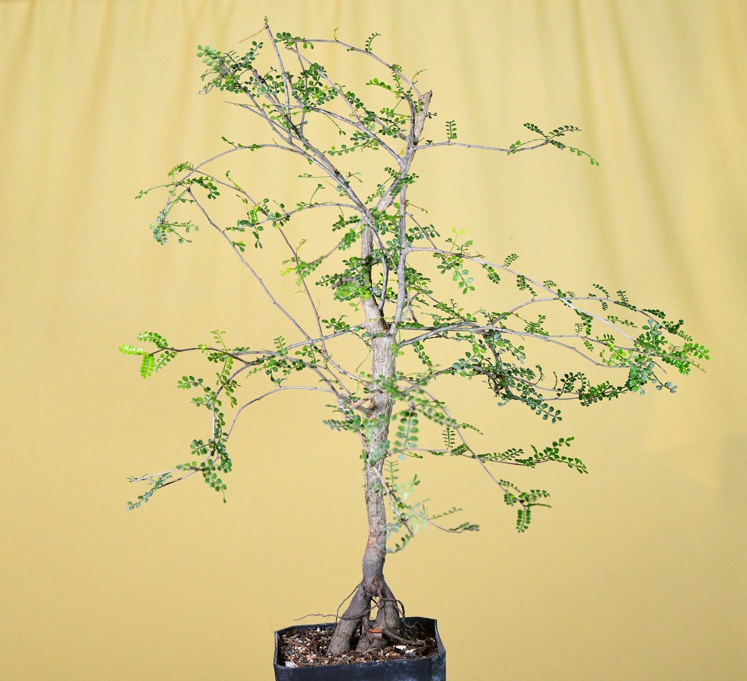Operculicarya decaryi