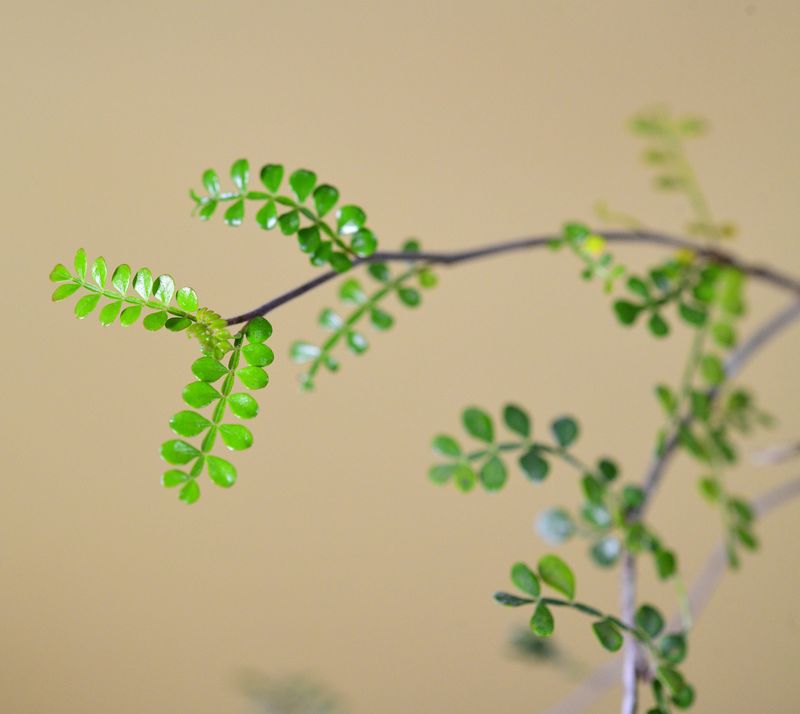 Operculicarya decaryi