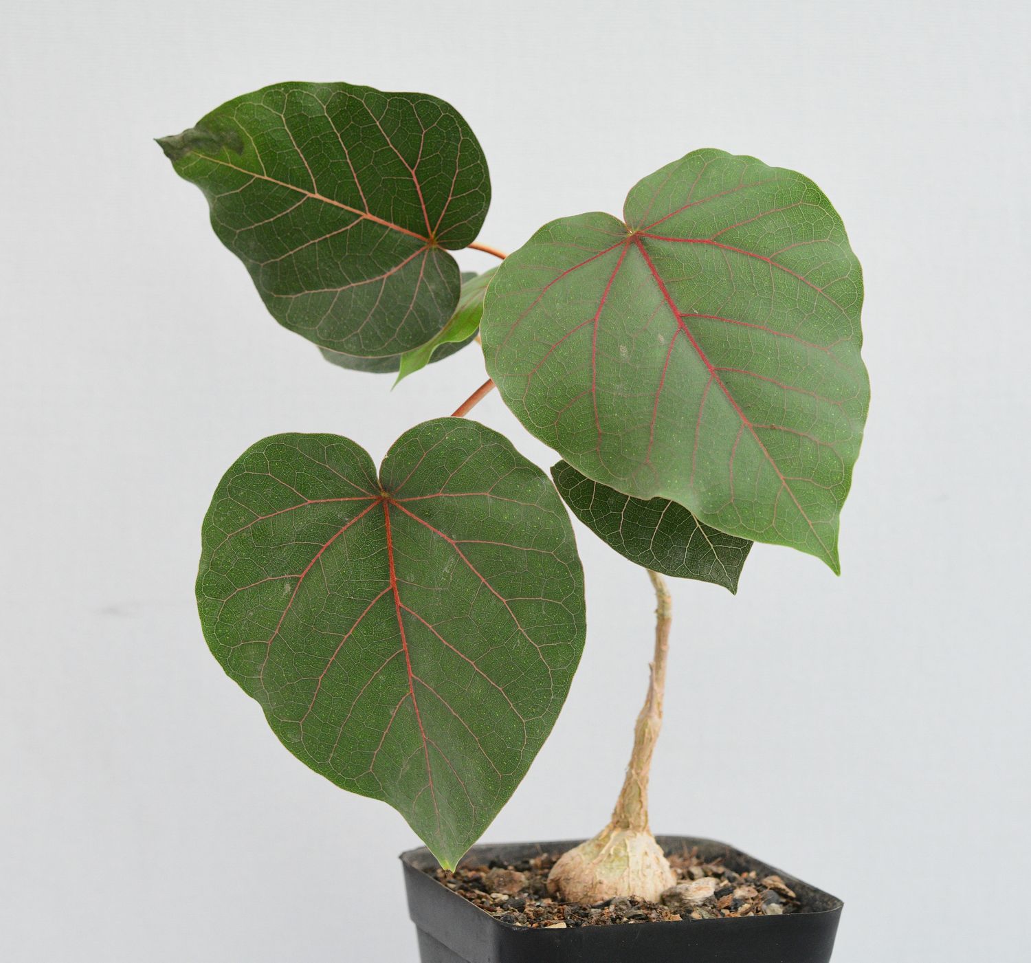 Ficus petiolaris