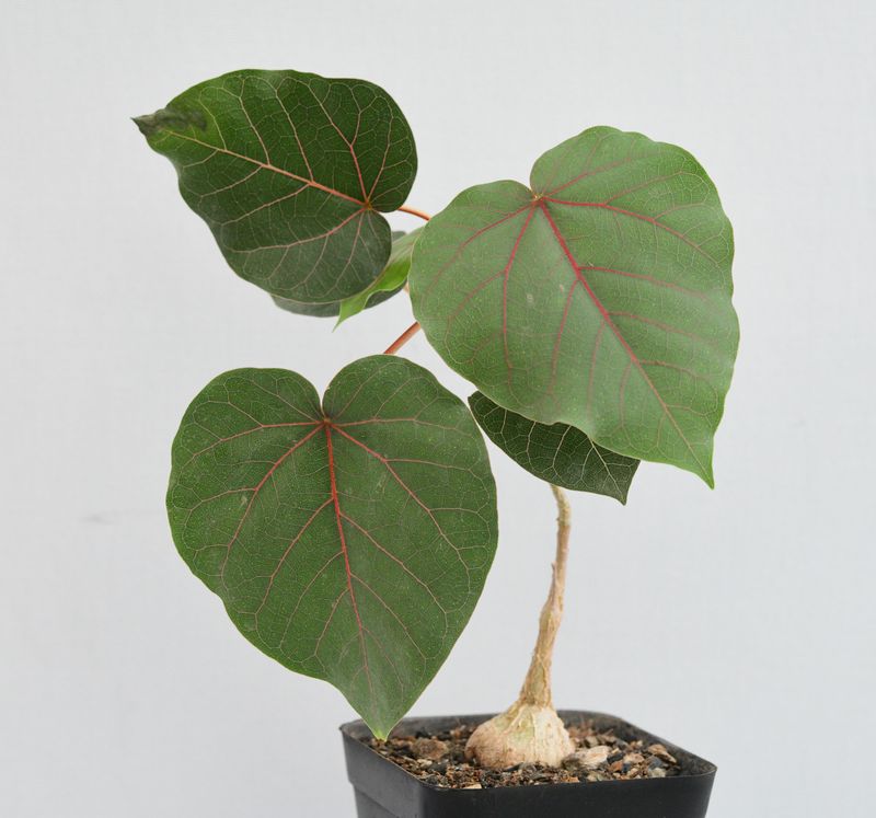 Ficus petiolaris