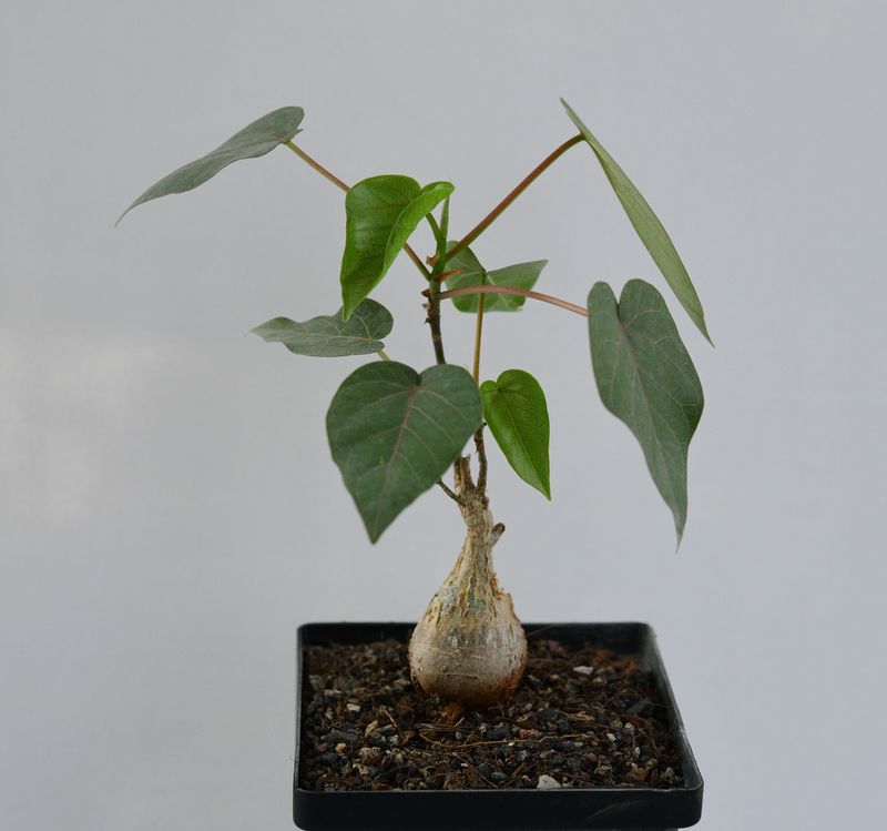 Ficus petiolaris front view