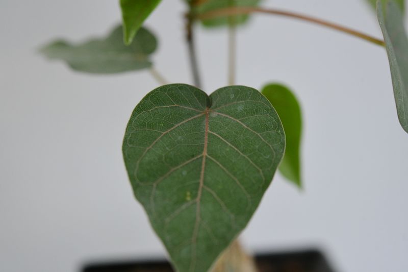 Ficus petiolaris close-up of leaf