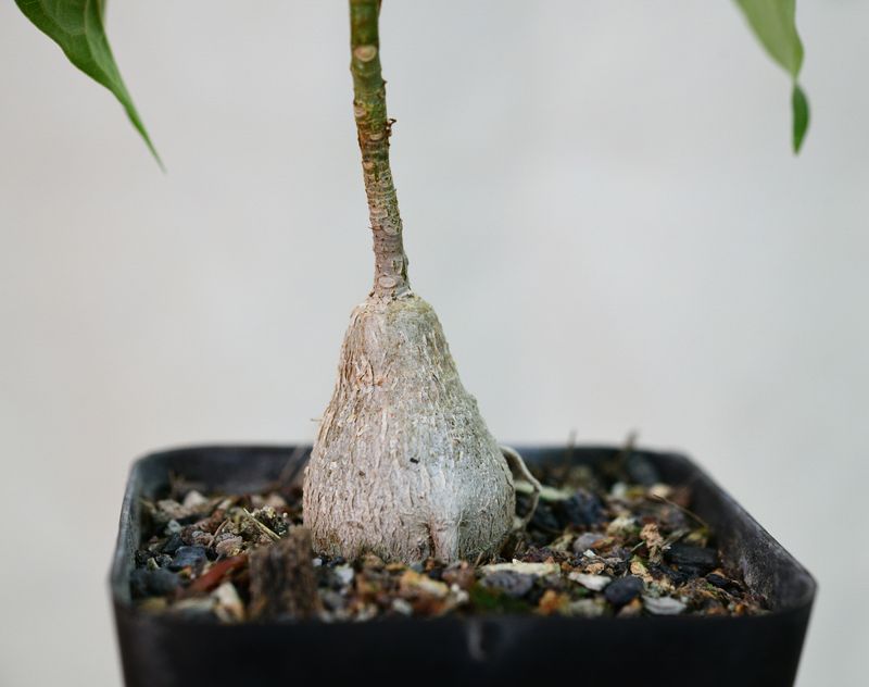 Ficus petiolaris potted specimen showing caudex