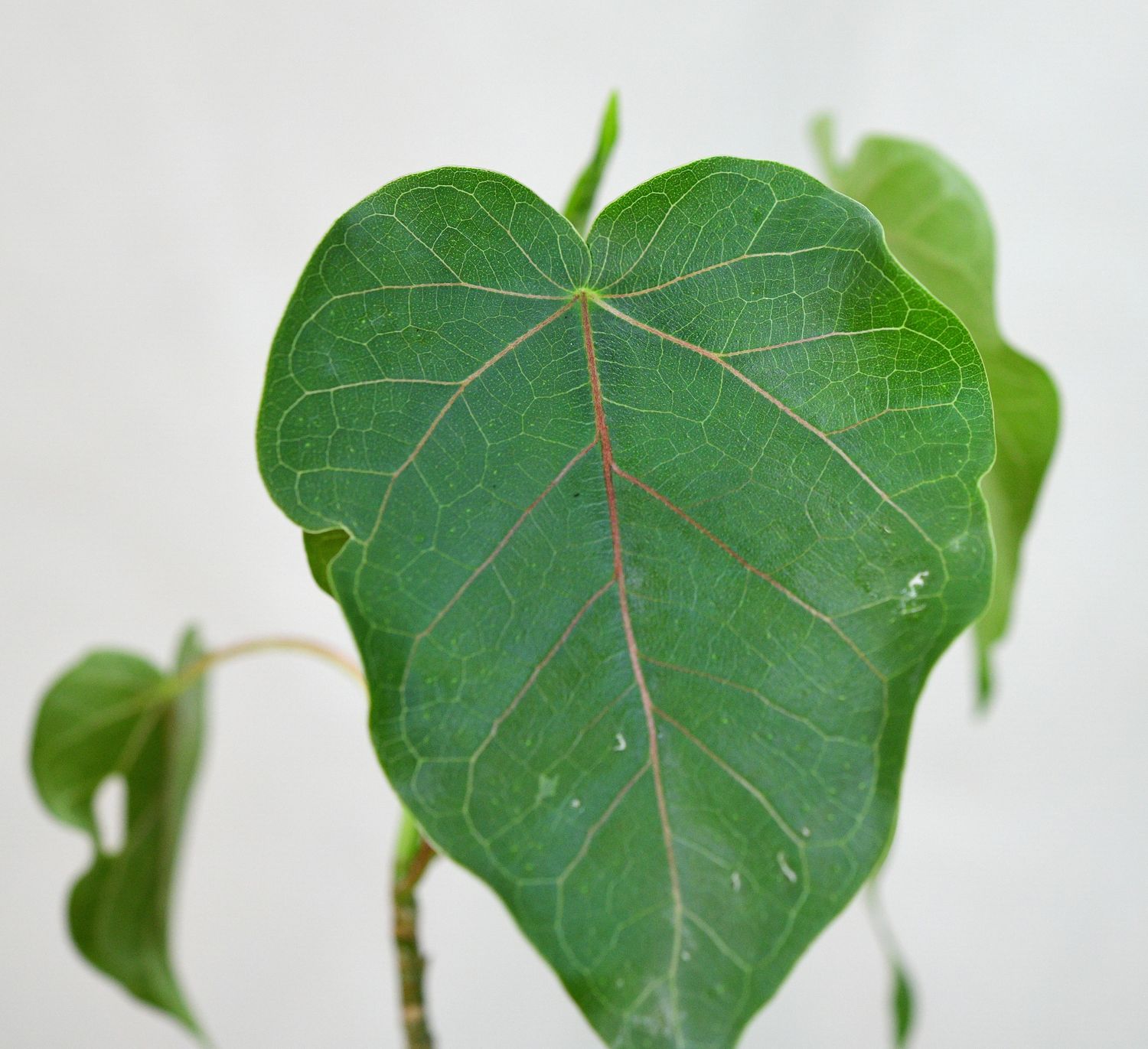 Ficus petiolaris close-up of leaf detail