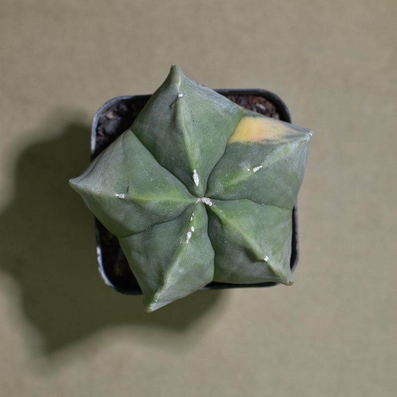 Astrophytum myriostigma  Variegated