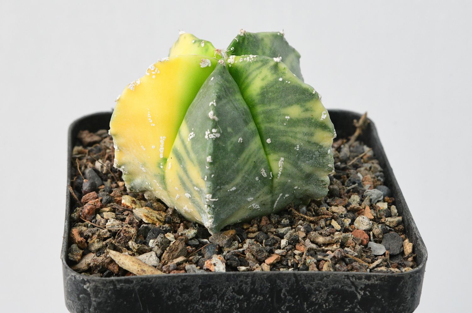 Astrophytum myriostigma  Variegated