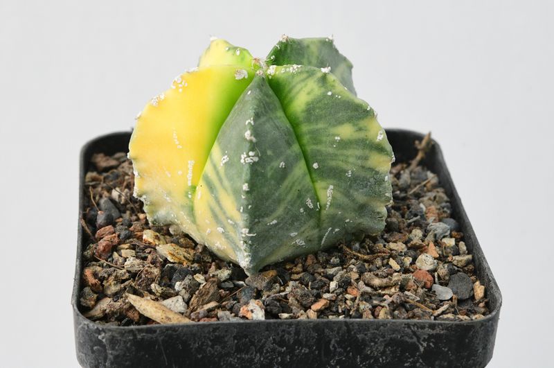 Astrophytum myriostigma  Variegated