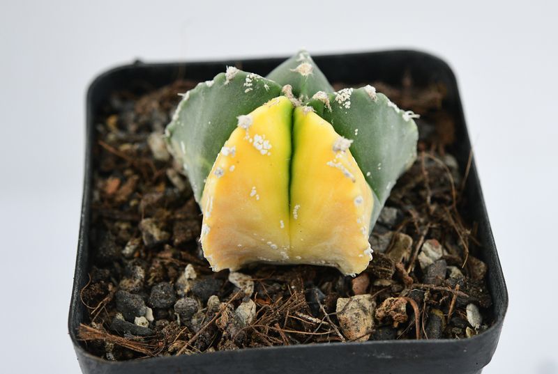 Astrophytum myriostigma Variegated Astrophytum myriostigma Variegated