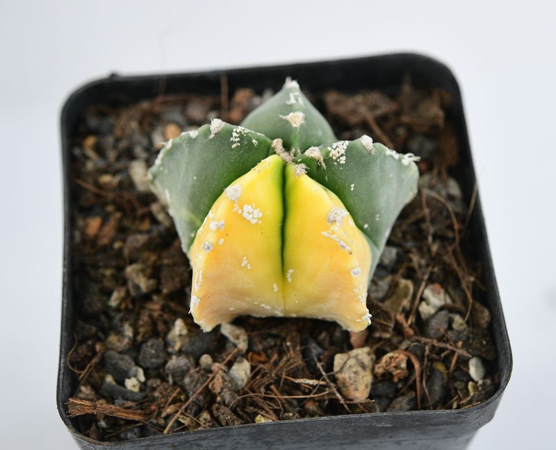 Astrophytum myriostigma Variegated