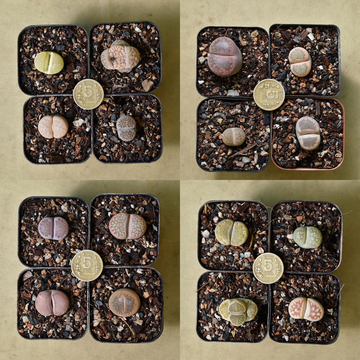 Set of 4 Lithops (Single head Adults) Pebble Plants