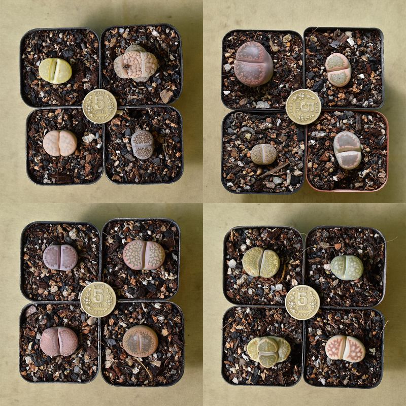 Set of 4 Lithops (Single head Adults) Pebble Plants