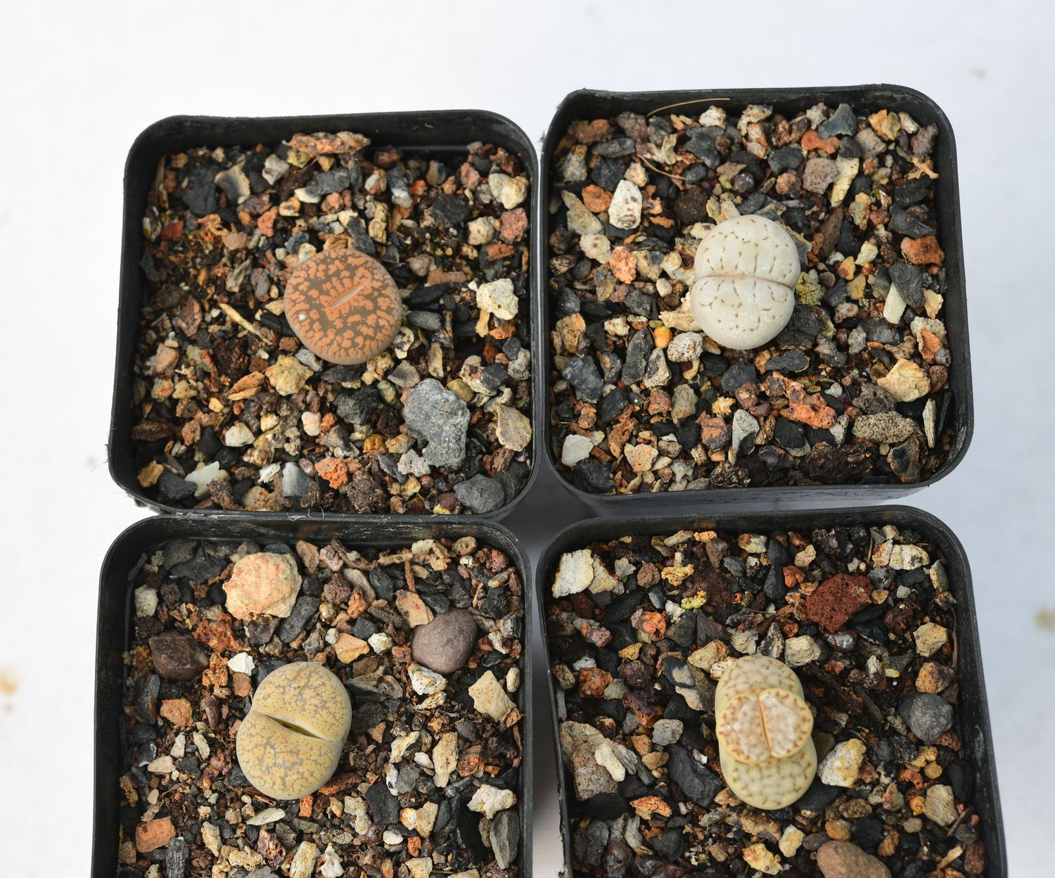 Set of 4 Lithops (Single head Adults) Pebble Plants
