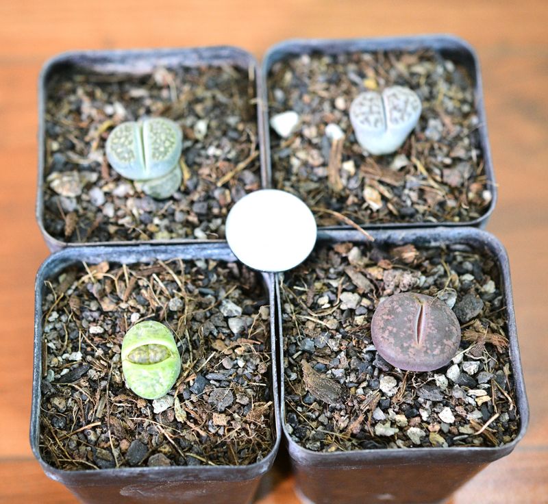Set of 4 Lithops (Single head Adults) Pebble Plants