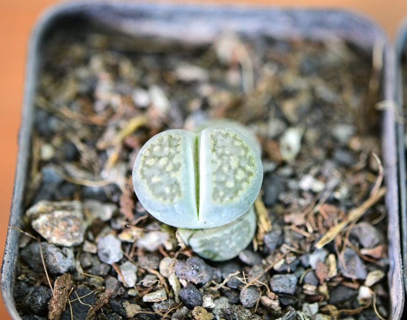 Set of 4 Lithops (Single head Adults) Pebble Plants