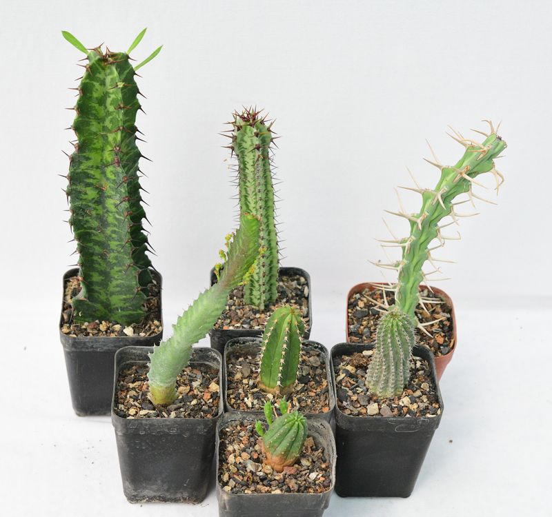 Budget Set of 7 Labelled Euphorbia Succulents