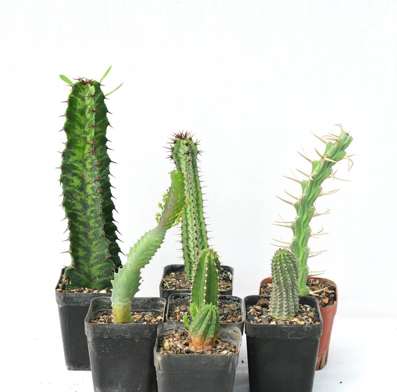 Budget Set of 7 Labelled Euphorbia Succulents