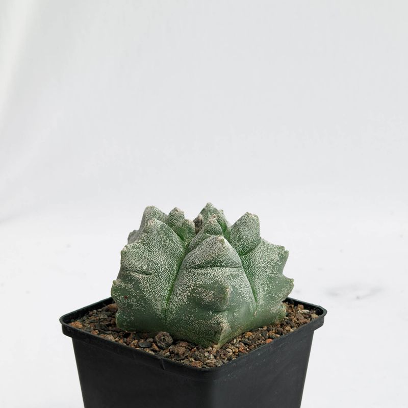 Astrophytum myriostigma cv KIKKO