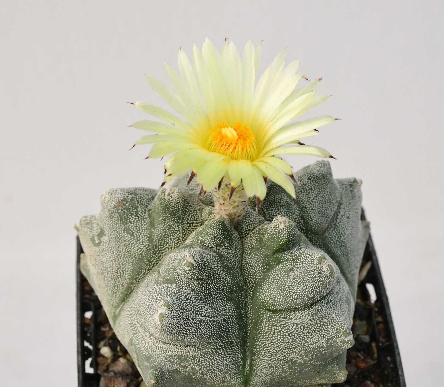 Astrophytum myriostigma cv KIKKO Astrophytum myriostigma cv KIKKO
