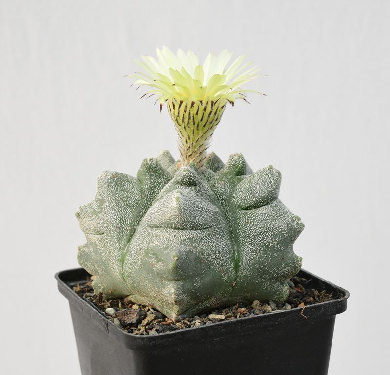 Astrophytum myriostigma cv KIKKO Astrophytum myriostigma cv KIKKO