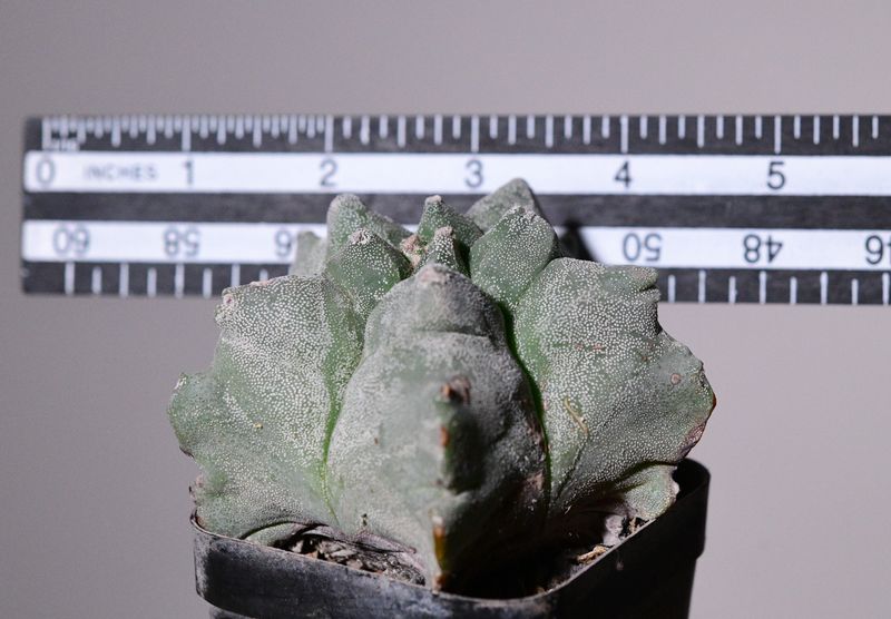 Astrophytum myriostigma cv KIKKO