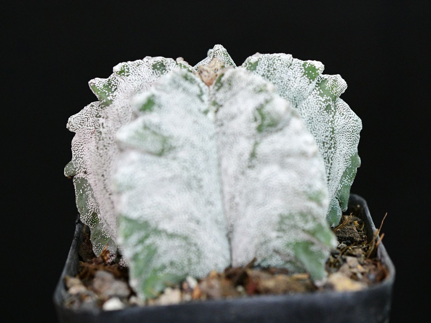Astrophytum myriostigma cv KIKKO Astrophytum myriostigma cv KIKKO front view
