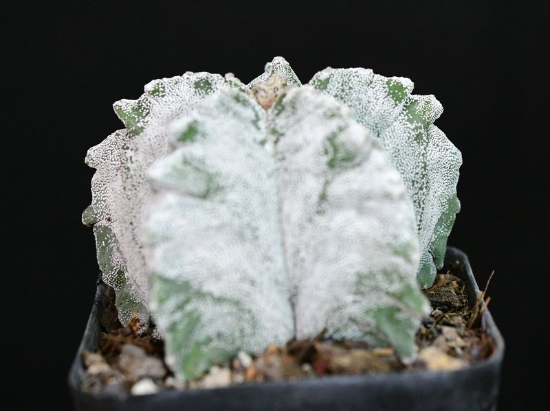 Astrophytum myriostigma cv KIKKO Astrophytum myriostigma cv KIKKO front view