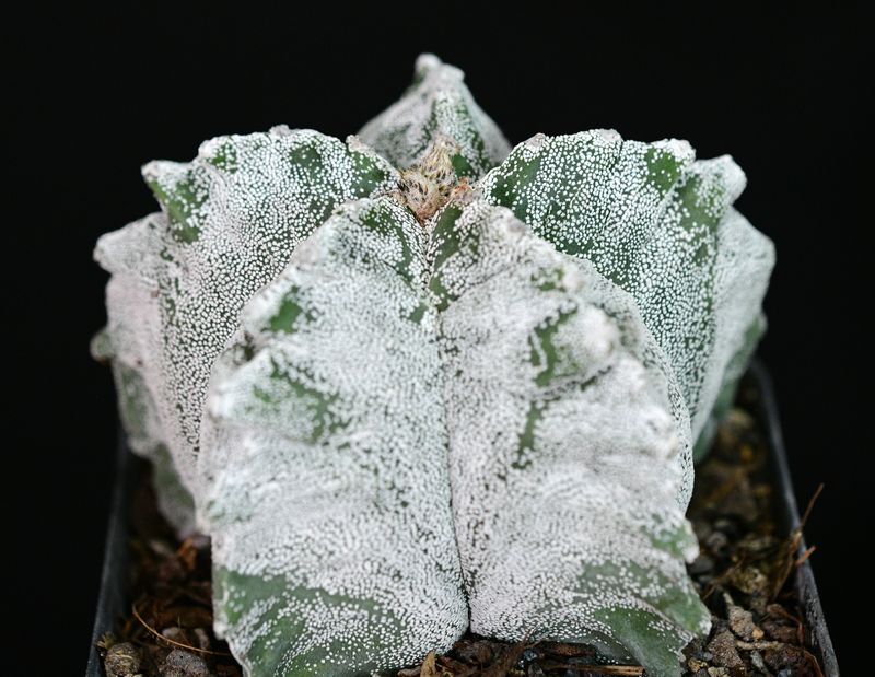 Astrophytum myriostigma cv KIKKO angled perspective