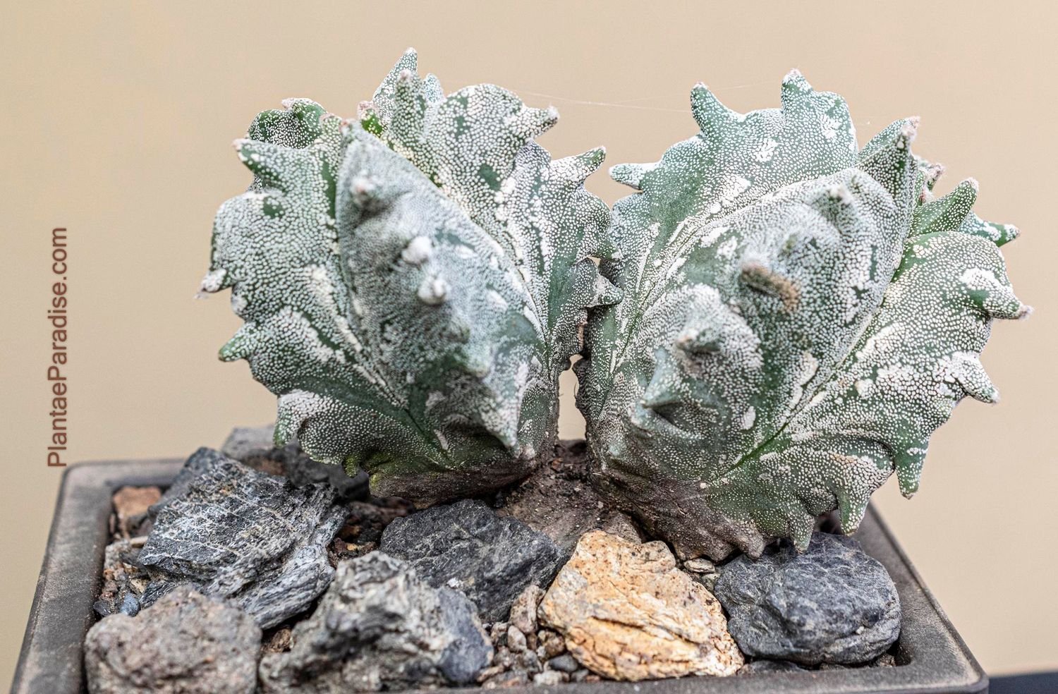 Astrophytum myriostigma cv Hakuun x Kikko