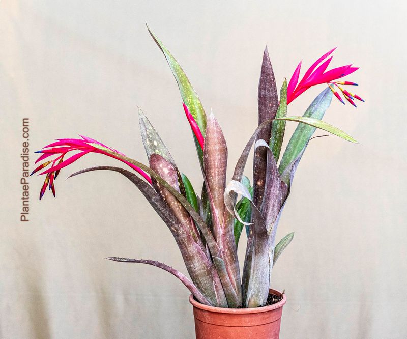 Bromeliad bilbergia Saundersii in terracotta pot front view