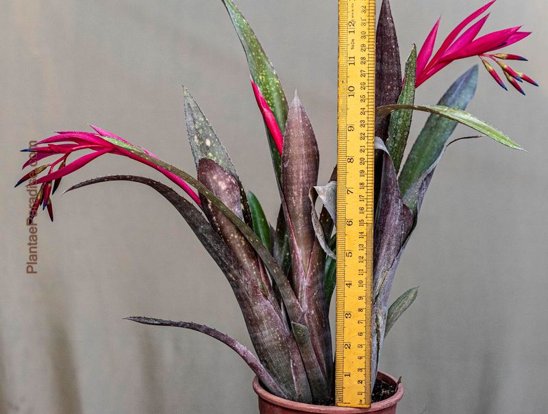 Bromeliad bilbergia Saundersii with ruler for size reference