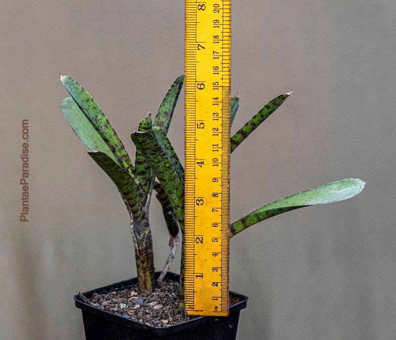 Neoregelia ampullacea aka Leopard Bromeliad.