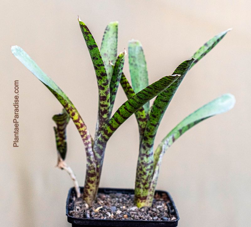 Neoregelia ampullacea aka Leopard Bromeliad.