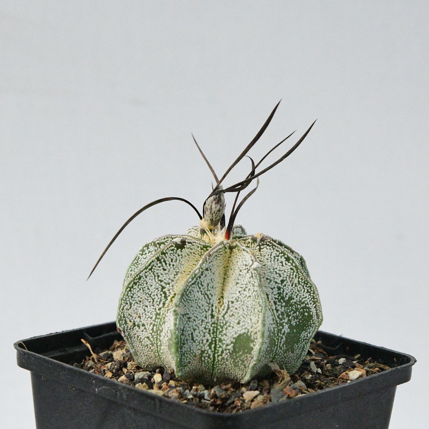 Astrophytum Capricorne var. Niveum Astrophytum Capricorne var. Niveum