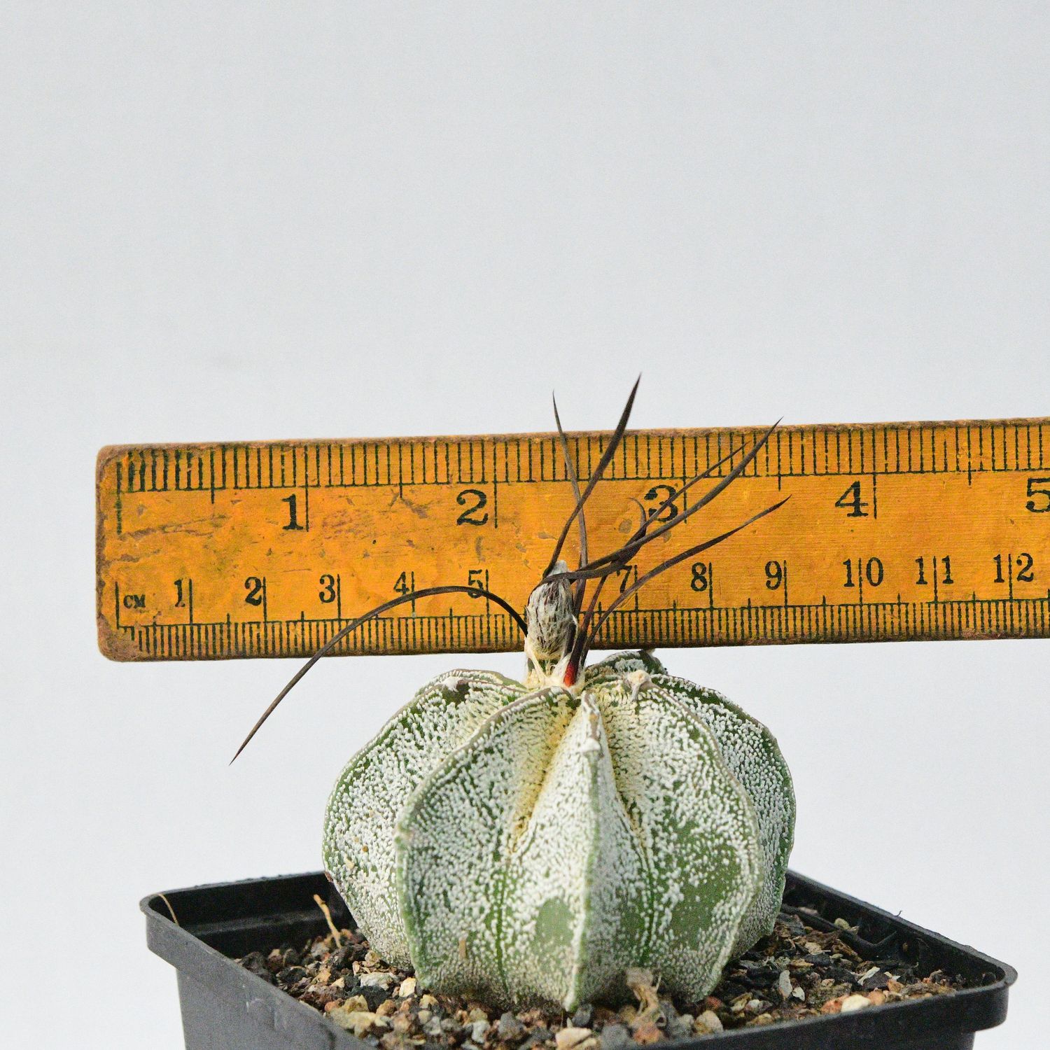 Astrophytum capricorne var. niveum  Snow-Flecked Rare Cactus