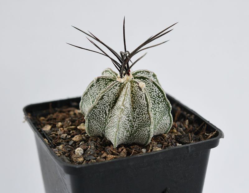 Astrophytum Capricorne var. Niveum