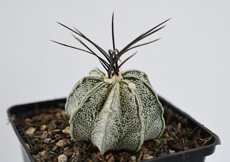 Astrophytum Capricorne var. Niveum Astrophytum Capricorne var. Niveum