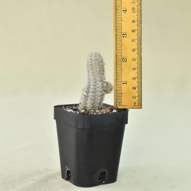 Pygmaeocereus bylesianus (rowleyanus) with ruler for size reference