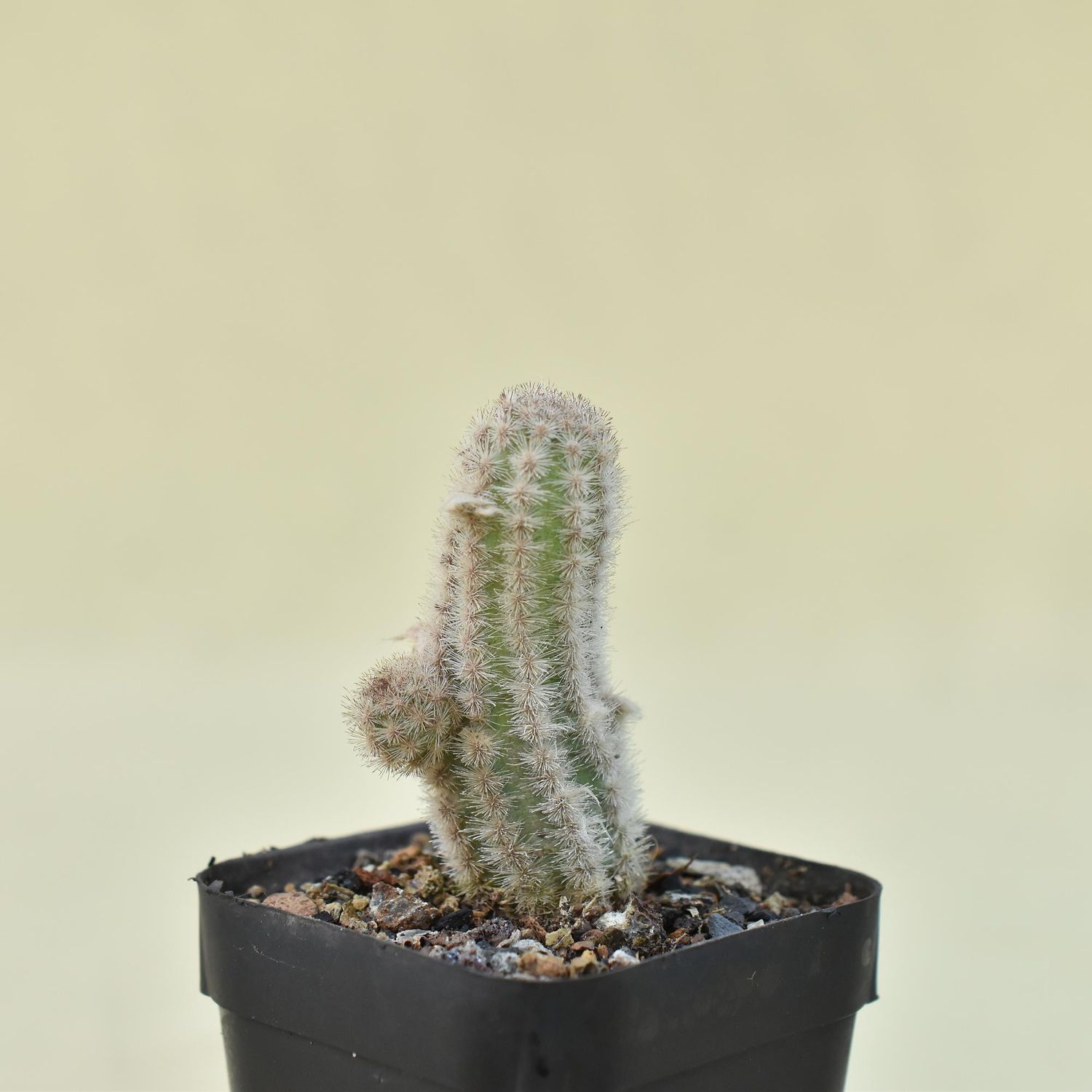 Pygmaeocereus bylesianus (rowleyanus)