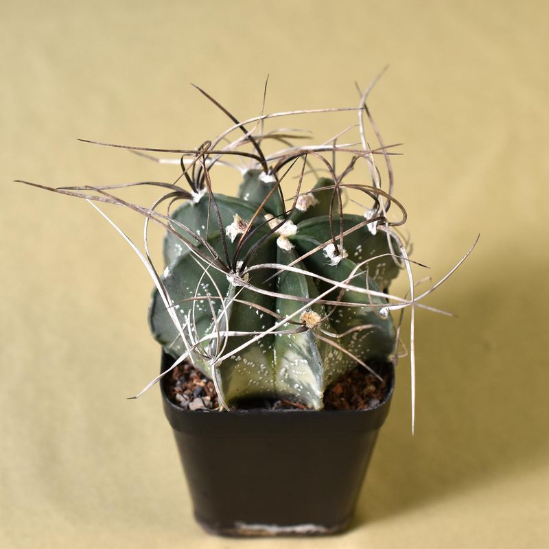 Astrophytum Capricorne Variegated