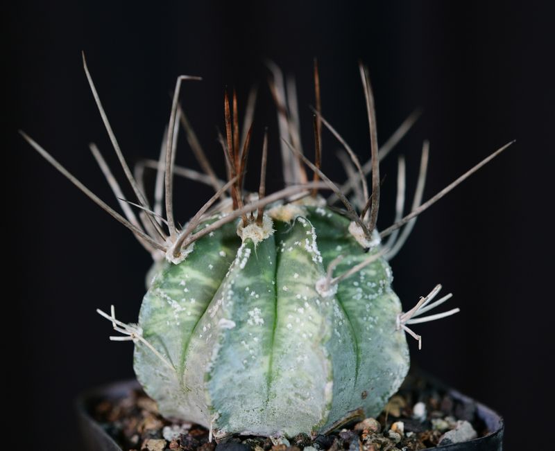 Astrophytum capricorne Variegated top view
