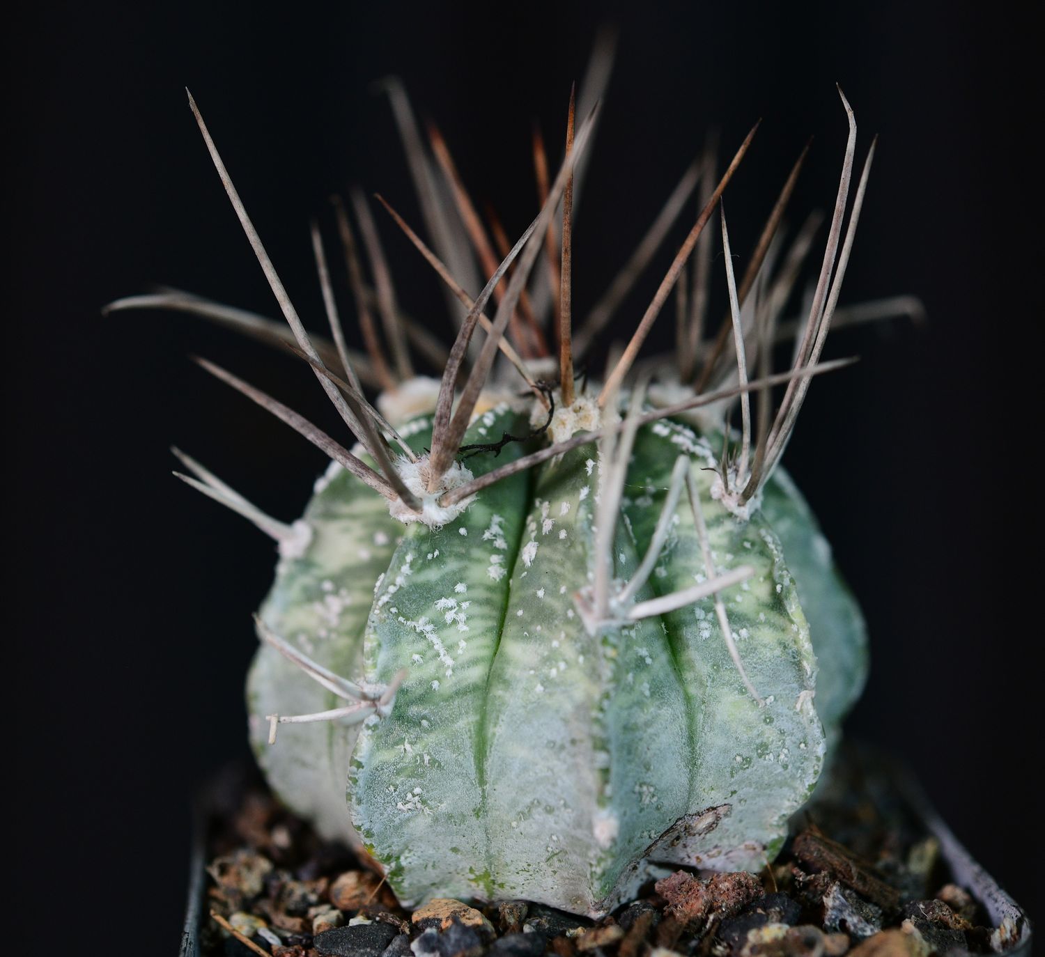Astrophytum capricorne Variegated front view