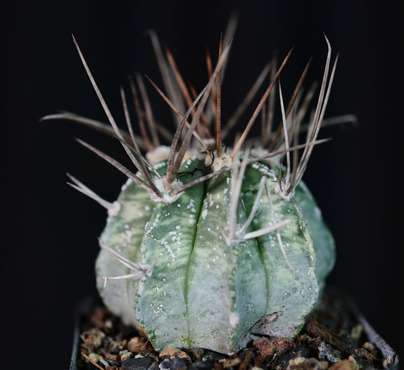 Astrophytum capricorne Variegated Astrophytum capricorne Variegated front view