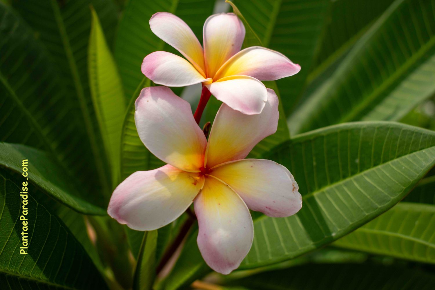 Plumeria (Frangipani) Champa