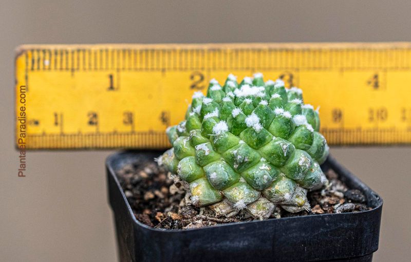 Mammillaria bucareliensis 'erusamu' grafted