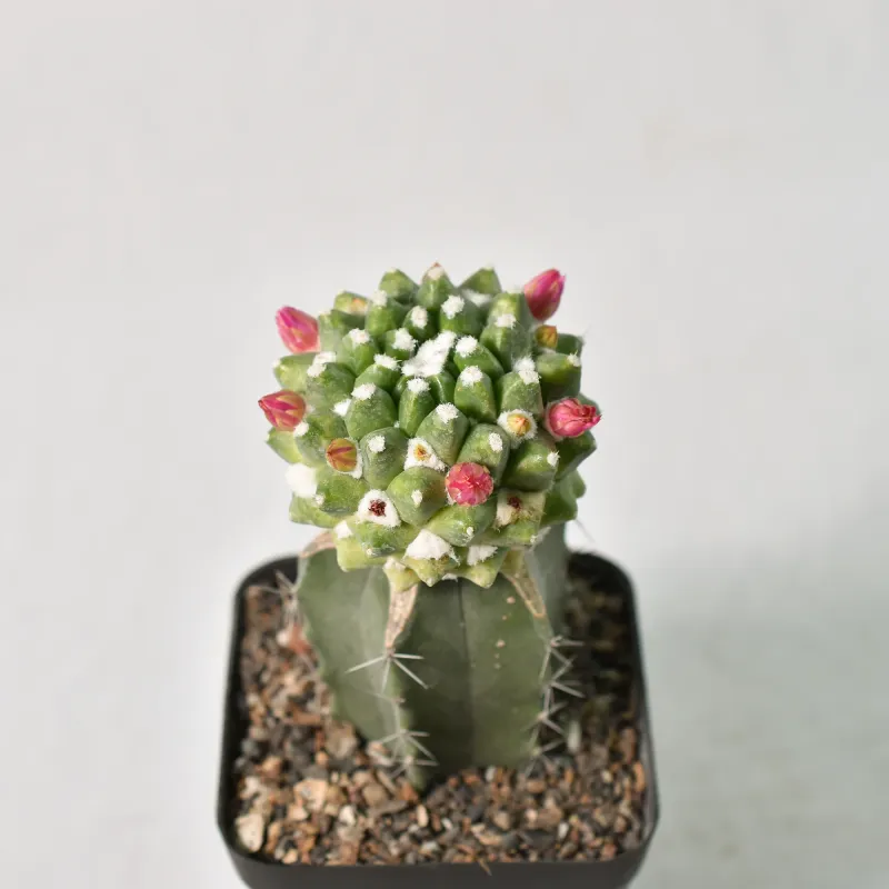 Mammillaria bucareliensis 'erusamu' grafted front view