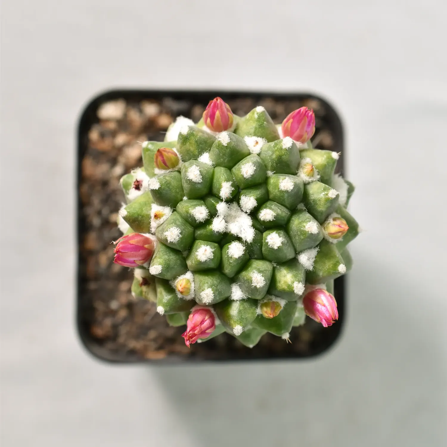Mammillaria bucareliensis 'erusamu' grafted Mammillaria bucareliensis 'erusamu' grafted