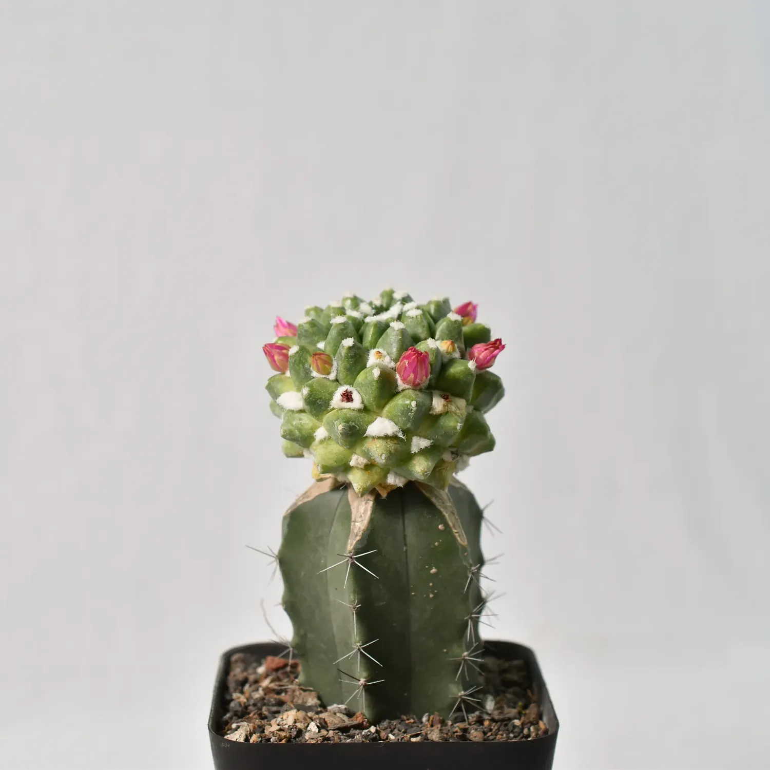 Mammillaria bucareliensis 'erusamu' grafted Mammillaria bucareliensis 'erusamu' grafted