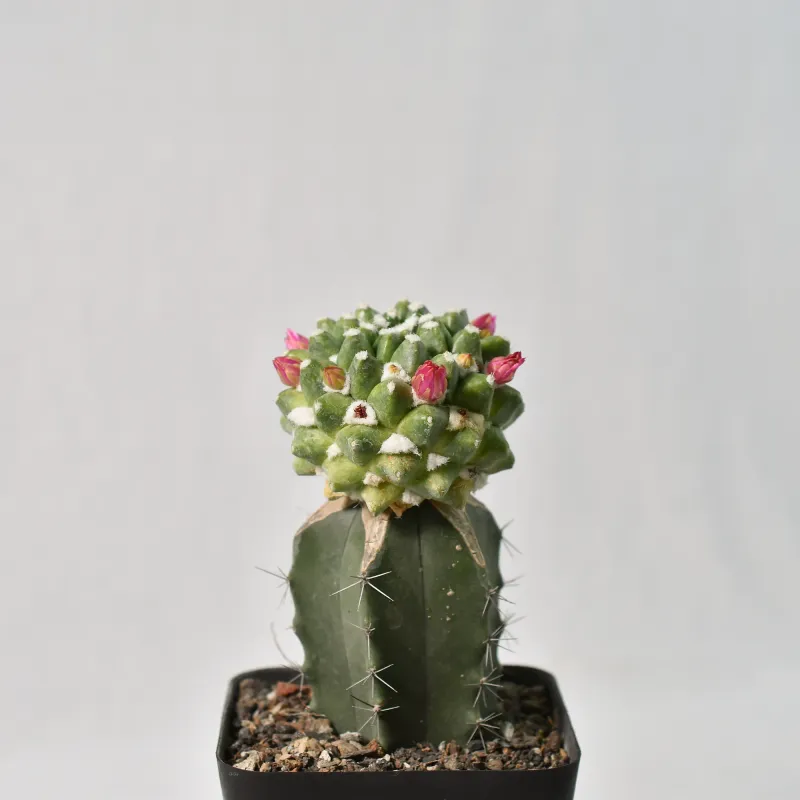 Mammillaria bucareliensis 'erusamu' grafted