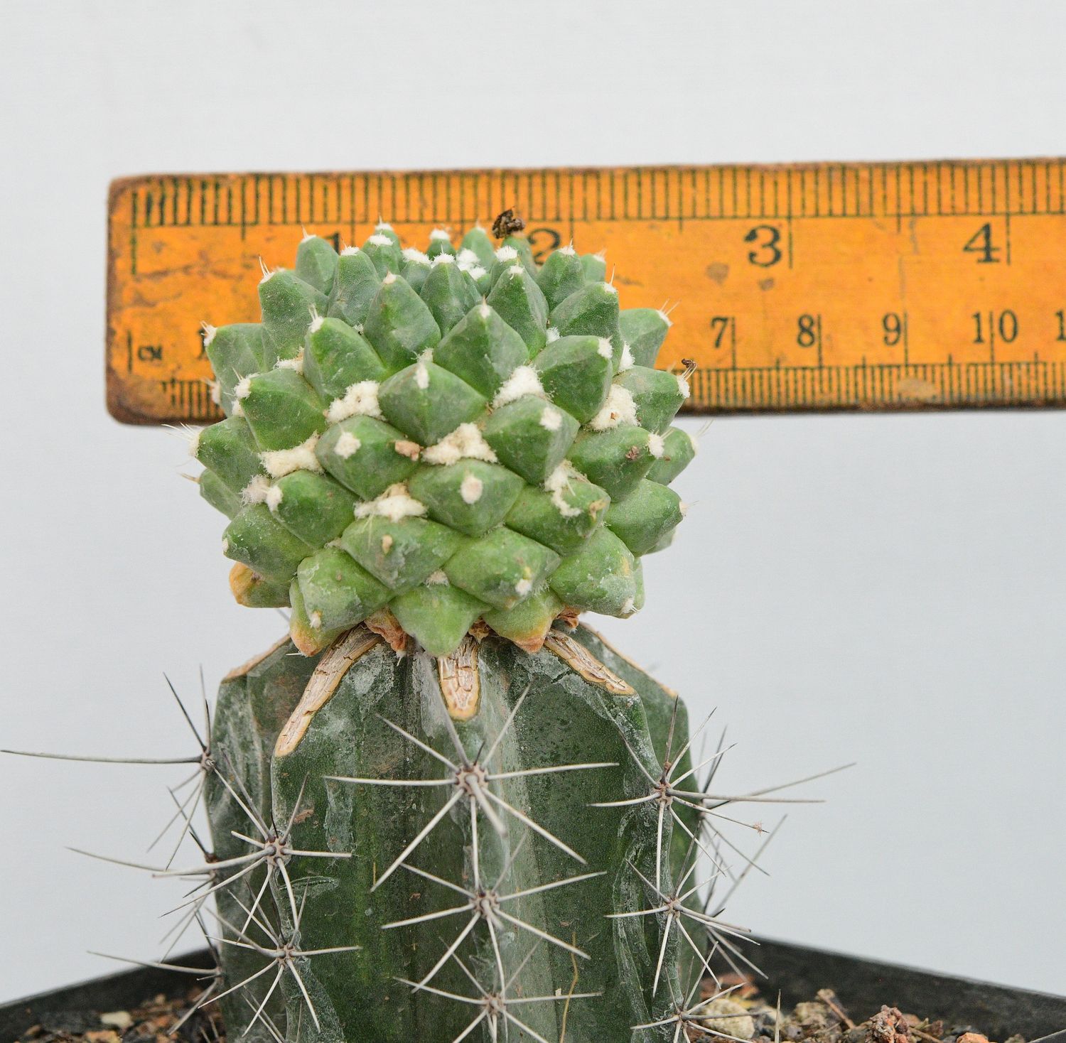 Buy Mammillaria bucareliensis 'Erusamu' | Grafted Cactus