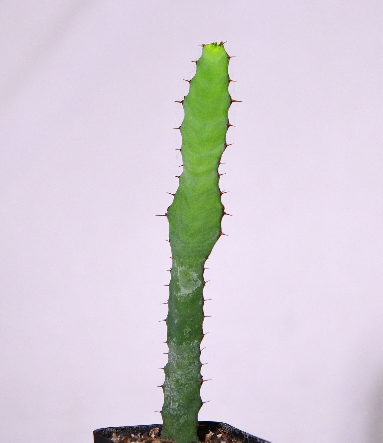 Euphorbia opuntioides front view